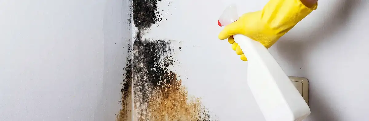 visible mold growth on an interior wall being treated during mold removal service in Fort Collins, CO